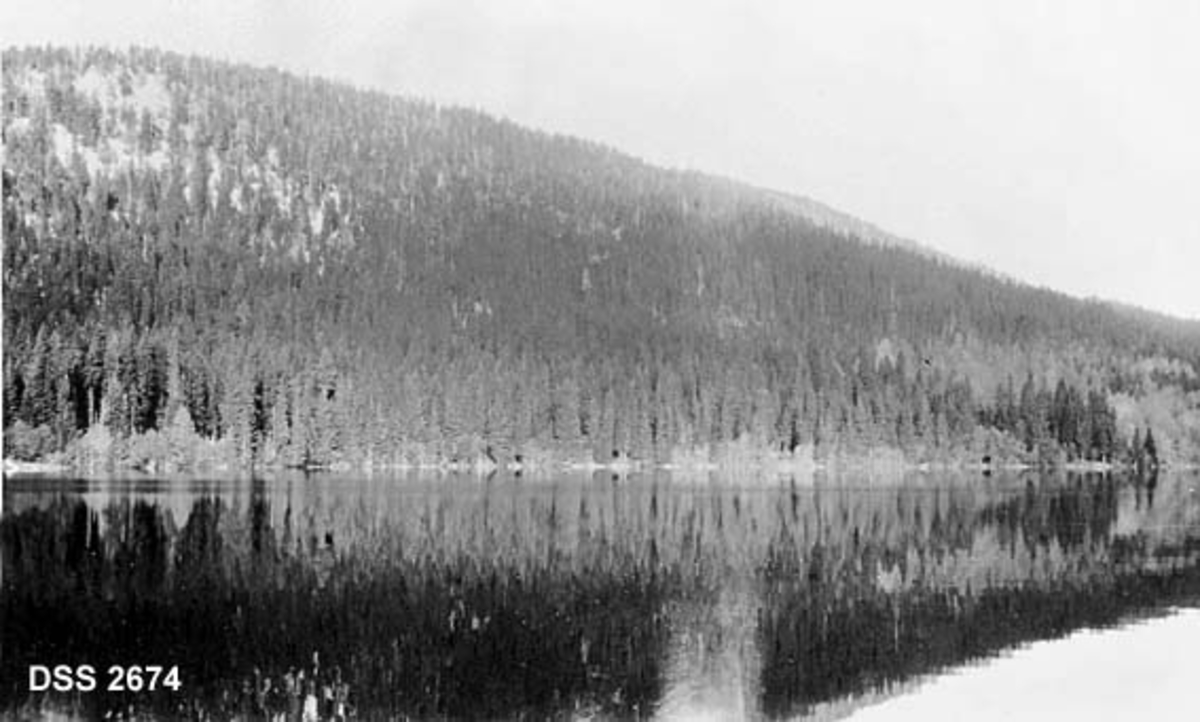 Skogforekomst i Skjelbreilia på Hadeland.  Fotografiet er tatt over vatnet Skjelbreia mot en grankledd åskam.  Bestandet tynnes gradvis oppover i høyden. 