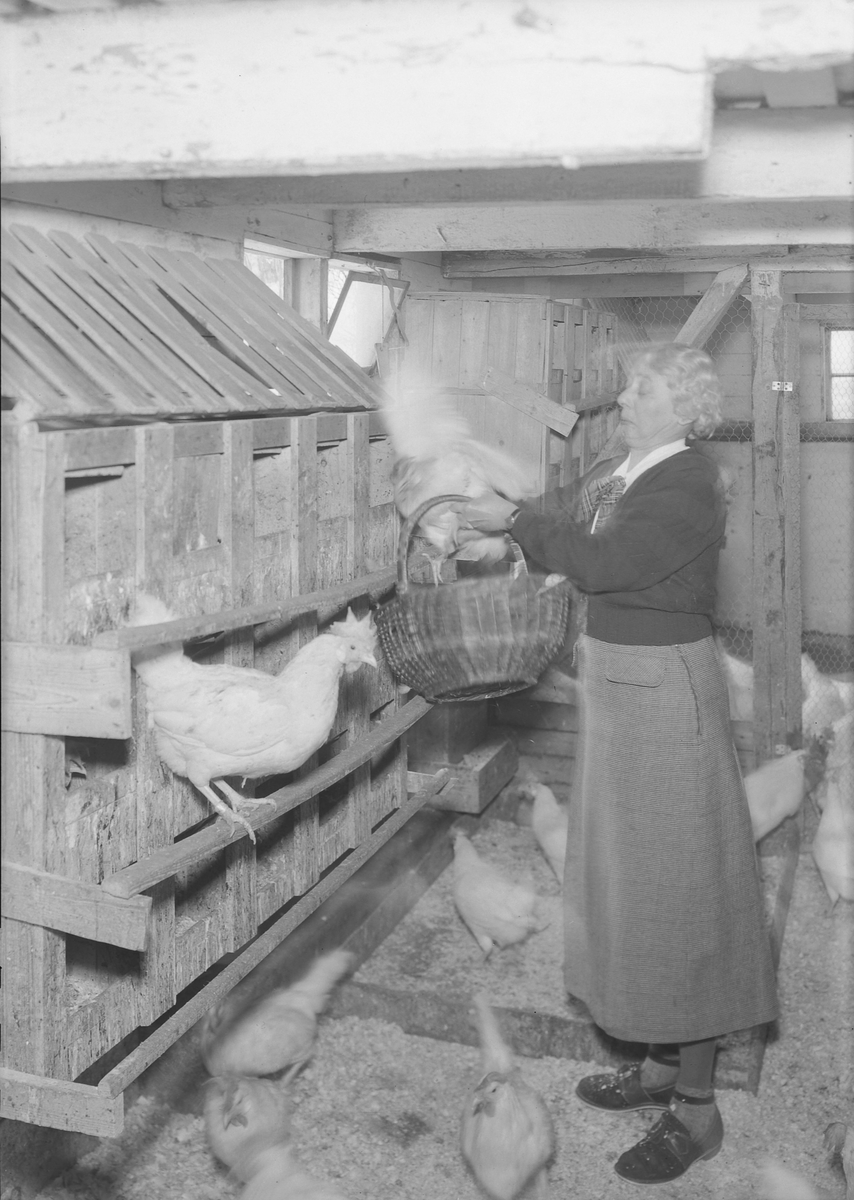 Ruth og Åsmund Hallset ved Sandstad hønseri i Munkvollveien
