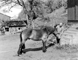 SIESTA, HEST OG MANN. MOTIV UKJENT. POSTKORT. FOTO, NORMANN.