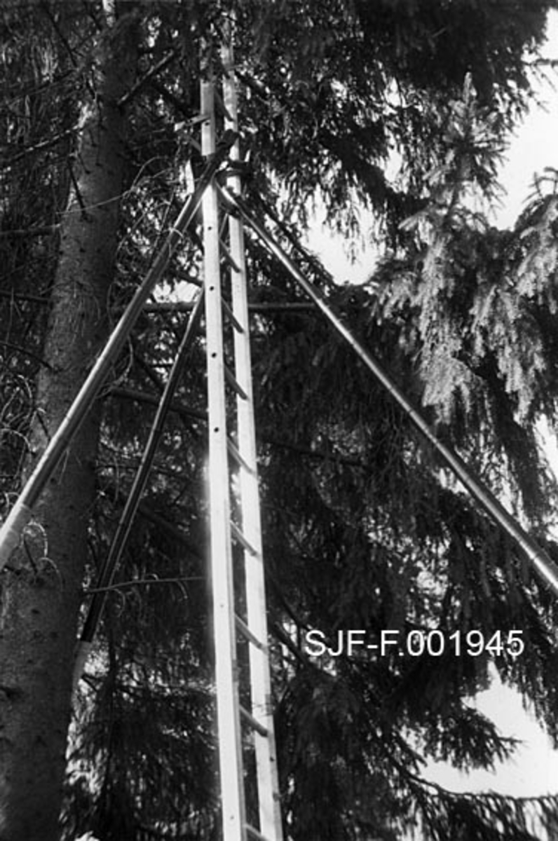 Aluminiumsstige med støttestenger av bambus, montert ved et grantre.  Dette var en stigetype som ble forsøkt brukt i forbindelse med Skogfrøverkets konglesanking.  Mesteparten av konglene ble sanket fra kvist på hogstfelt, men en mindre del ble sanket fra stående trær.  Klatrerne hadde i mange tilfeller med seg stiger, som ble brukt for å komme opp i trærne.  Det var ikke bare vanlige stiger, som kunne stilles skrått inntil trestammen før konglesankeren klatret oppover.  Slike stiger var nemlig lange å tunge, og dermed vanskelige å transportere fra skogbestand til skogbestand, og tunge å få reist opp mot de konglebærende trærne.  I Charles D. Kohmanns bestyrertid (som sluttet ved årsskiftet 1964-65) begynte en derfor også å bruke en type leddstiger, som var sammensatt av tre meter lange elementer.  Dette fotografiet viser en slik stige.  Stigene skulle, av sikkerhetsmessige årsaker, egentlig helst stilles loddrett inntil stammene og forankres med en låsekjetting rundt treet ved hver skjøt.  I gammel granskog var det imidlertid vanskelig å bruke disse stigene slik, for det var gjerne så tett med grov kvist at det var umulig å få montert stigene tett nok inntil trestammene.  Kohmann prøvde å utstyre leddstigene med støttestenger av lett bambus, slik at de kunne brukes i mer skrånende stilling på grovkvistete trær uten at skjøtene sviktet (jfr. SJF-F. 001943 - SJF-F. 001949).  Stiger med støttestenger ble imidlertid ingen praktisk suksess.  Det ble rett og slett for mye å bære for klatrerne. 