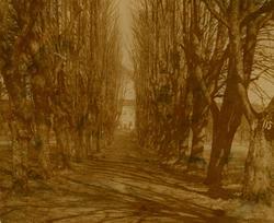 Hafslund, Sarpsborg, Østfold. Lindeallé som forbinder hovedg