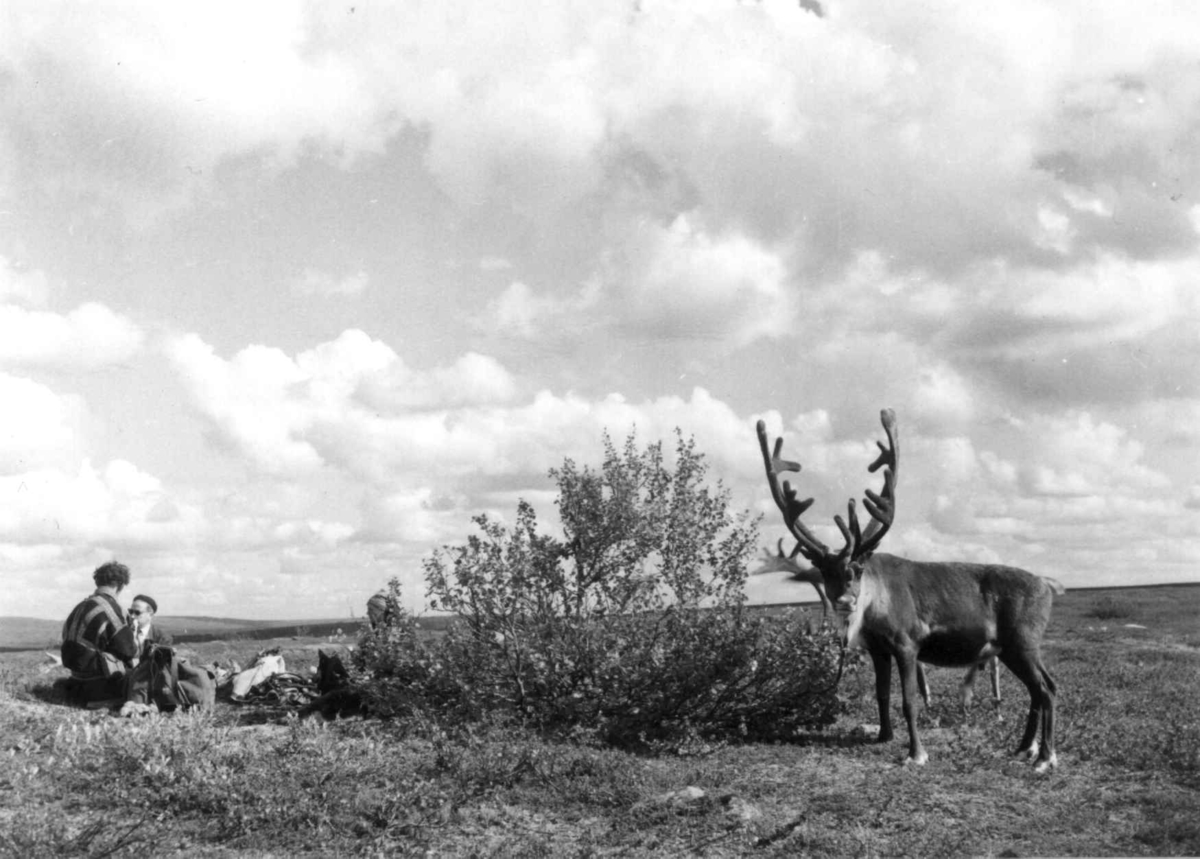 Et reinsdyr og reinletere på Finnmarksvidda. Kautokeino 1956.