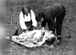 Demonstrasjon av saueklipping på Norsk Folkemuseum.  9. sept