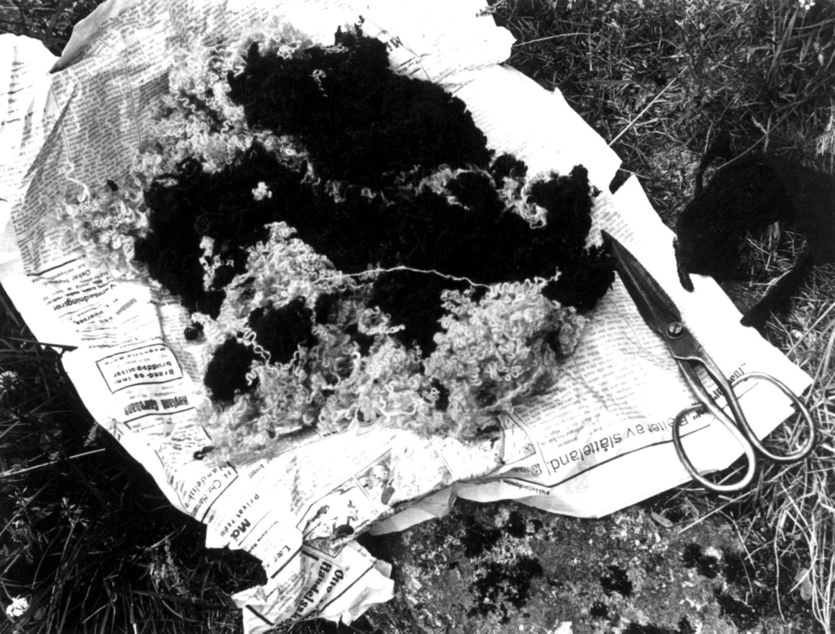 Plukking av ullfiller til stamping, ulla og en saks ligger på en avis. Fjotland, Kvinesdal, Vest-Agder 1941.