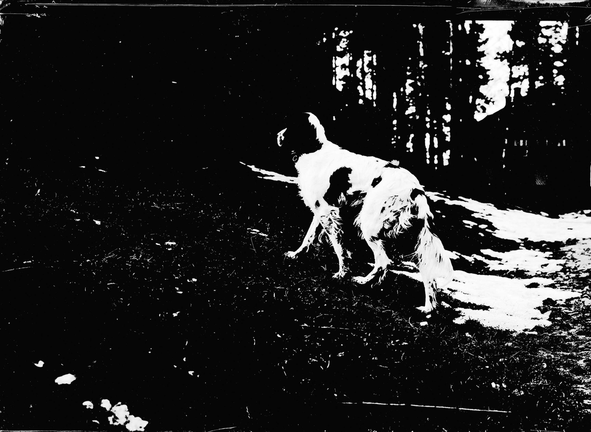Portrett, hund i bevegelse bort fra kameraet, utendørs i skogen. Antagelig Valdres, 1899.