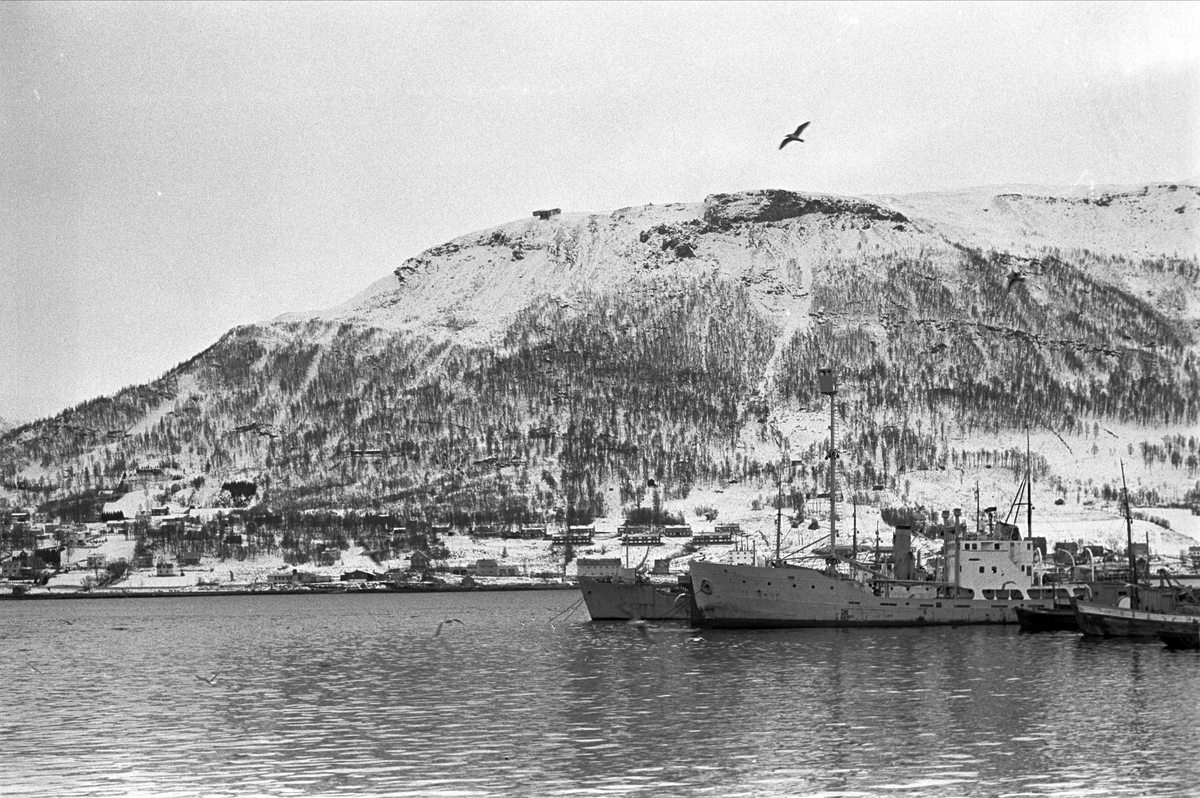 Serie. Tromsø sentrum og havnebasseng, Tromsø, Troms. Fotografert nov. 1965.