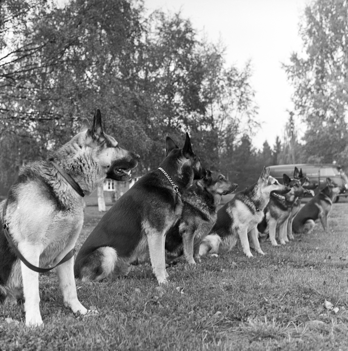 Politihund-konkurranse ved Hamar.
Fotografert 1963