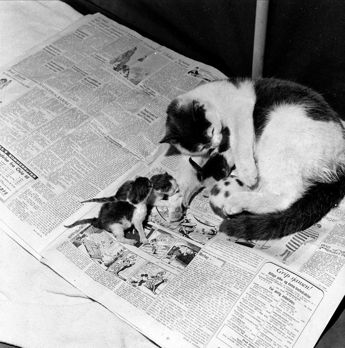 Dagbladfrokost på Hamar, katt med kattunger, juli.1959. Norsk