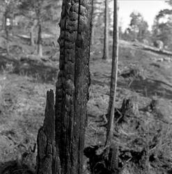 Skogbrann i Aremark juli 1958. Brente trær.