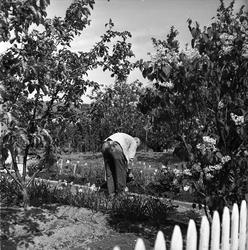 Sogn Hagekoloni, Oslo, juni 1942. Mann jobber i hage.