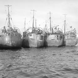 Ålesund, 03.02.1956, russiske fiskeskøyter fisker ulovlig, f