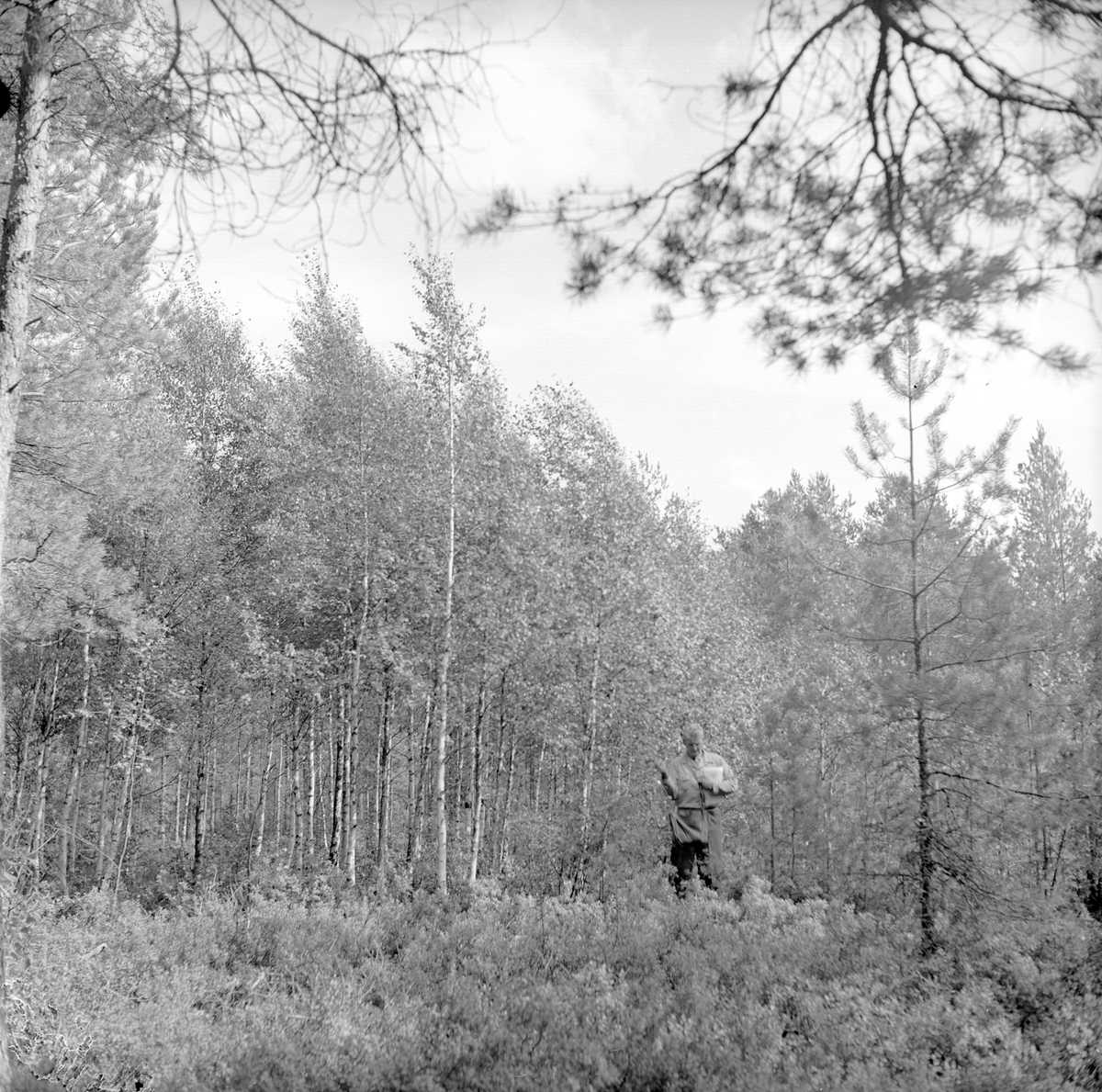 Skotterud, Eidskog, 06.09.1955, skogslandskap.
