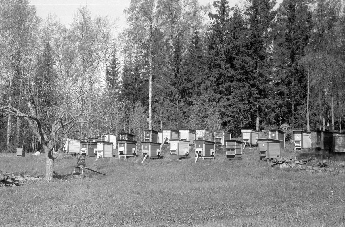 Bikupor, Lyckebo (före detta Ekebygård), Fullerö 23:6, Ärentuna socken, Uppland 1977