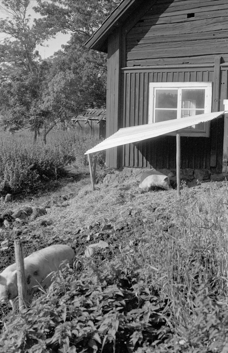Uthuslänga, Hagby gård, Almunge socken, Uppland 1987