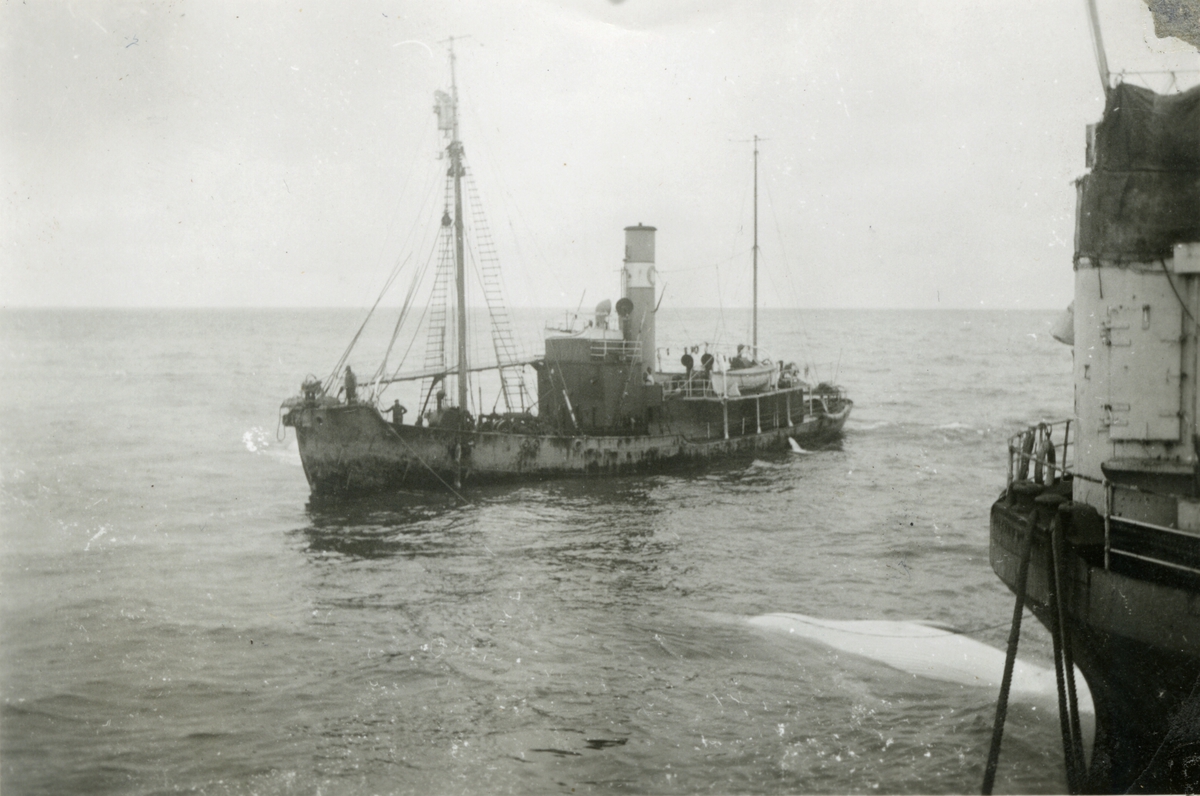 Hvalbåt 'Seksern' (b.1930) med fangst legger til ved FLK 'Thorshammer' (b.1914) - i Sydisen.