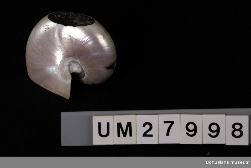 Utsidans yttersta skikt på bläckfiskens skal är avlägsnat så att man erhållit en pärlemoskimrande yta. En större del av skalets öppning är avsågat, likaså en del av rundningen. Syftet med detta var för att erhålla ett stående skålliknande objekt. 
Höjd 8 cm, bredd 8,7 cm, djup 12 cm.
Skador: Två större hål på den inre runda delen.

Mollusksamling Låda 30.

Ur Nationalencyklopedin, NE.se:  Pärlbåt
Pärlbåtar, Nautili´da, ordning i bläckfisköverordningen nautiloidéer. Det enda nutida släktet är pärlbåtar (Nautilus) med 5-6 arter i Stilla havet och Indiska oceanen. Pärlbåtar skiljer sig från andra nu levande bläckfiskar genom att de har ett kamrat, yttre skal och 80 - 90 klibbiga tentakler, armar, utan sugskålar. I mantelhålan finns två par gälar. Djurets mjukdelar ligger i den yttersta kammaren men står via ett rör i förbindelse med de inre kamrarna, som är gas- och vätskefyllda. Genom förändring av proportionen mellan gas och vätska kan tätheten och därmed flytförmågan ändras. Arterna lever i allmänhet på några hundra meters djup och simmar alldeles ovanför bottnen, men går under natten upp på grundare vatten.