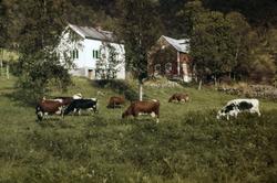 Gårdsbygninger innerst i Grunnvassbotn, med beitende kyr i f