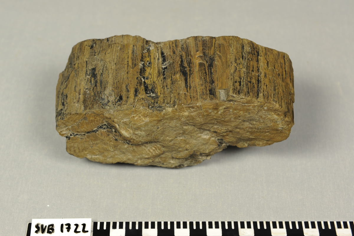 Sylindrisk stein med fiberstruktur i lengderetningen. Plantefossil av trestamme.
