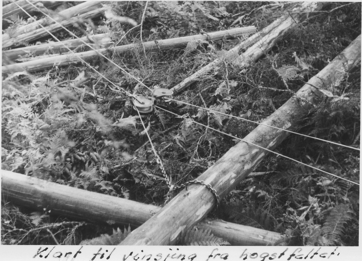 Klar til vinsjing av tømmer fra hogstfeltet 1965