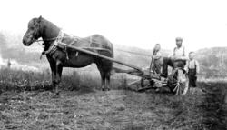 Iver Lauten med sønnene Inge og Ingebrikt på åkeren på Kjølø