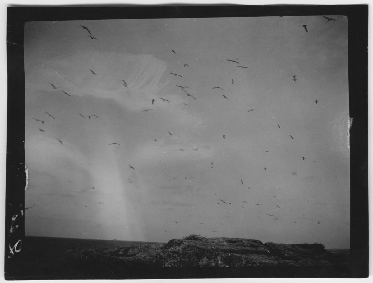 Bildtext: Fågelliv över häckplatsen. Fågelmoln.