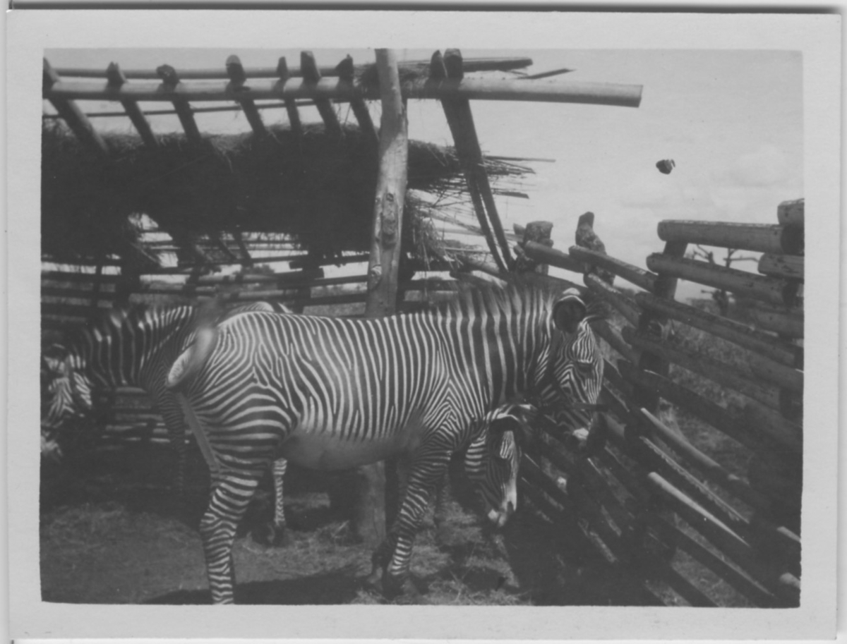 '3 zebror i inhägnad byggd av trä. ::  :: Serie fotonr 1434-1449'