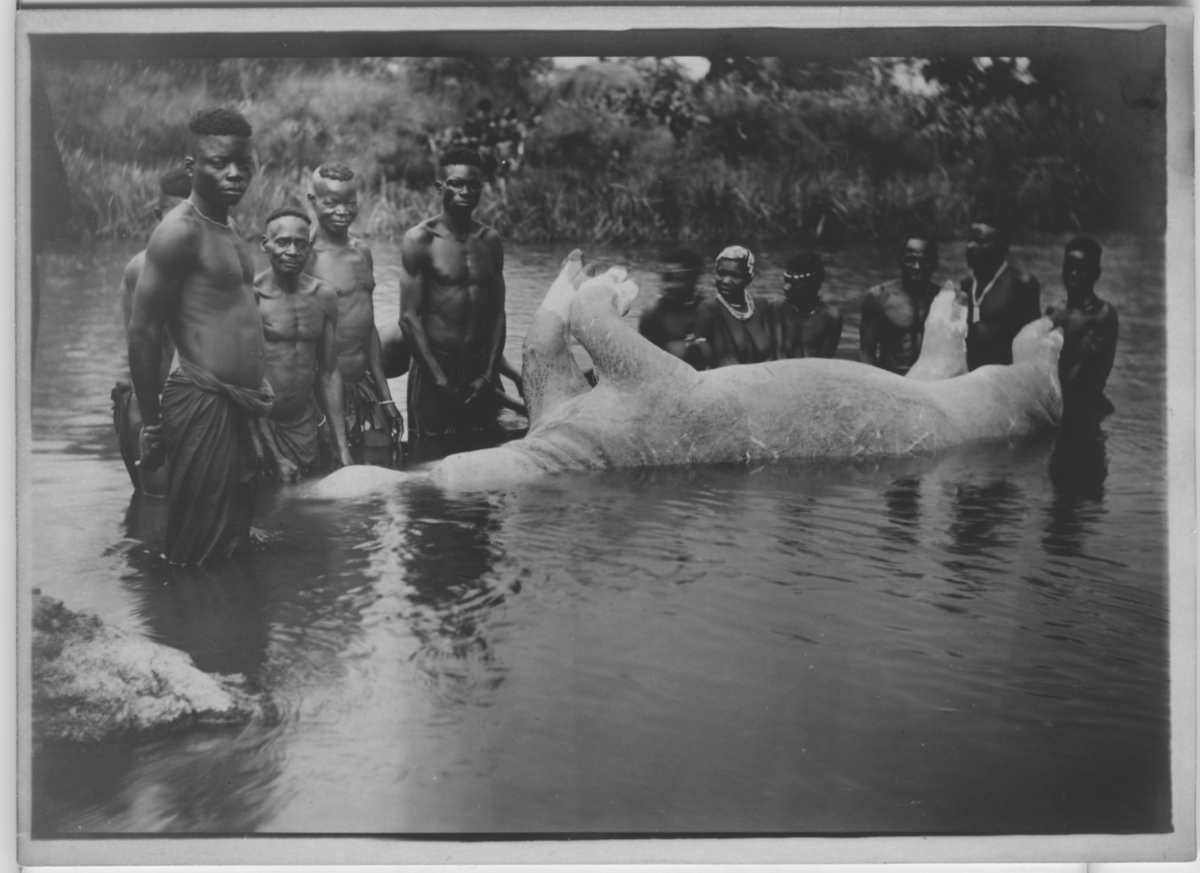 'Flodhäst, vit varietet, liggande död i flod med benen upp. Omgiven av 11 st män och kvinnor i höftbeklädnad. ::  :: Ingår i fotoserienr 149-155.'