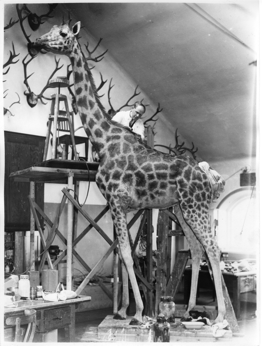 'Giraff, hona. David Sjölander arbetar med monteringen av giraffen, i gamla ateljen. I färd med att sätta fast skinnet. I bakgrunden vägg med diverse horn. ::  :: Ingår i serie med fotonr. 2969-2974. Står i däggdjurssalen på Göteborgs Naturhistoriska museum (2007-06-18).'