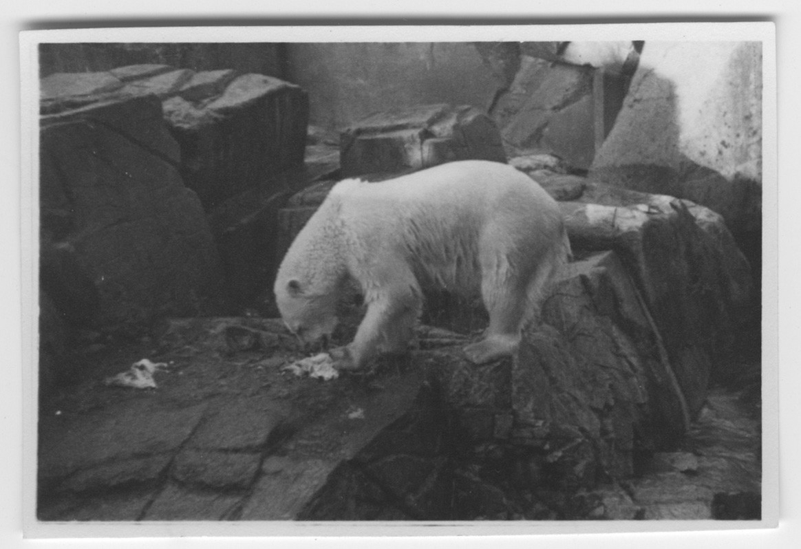 '1 st isbjörn, ståend, på berghäll. ::  :: Ingår i serie med fotonr. 4161-4163.'