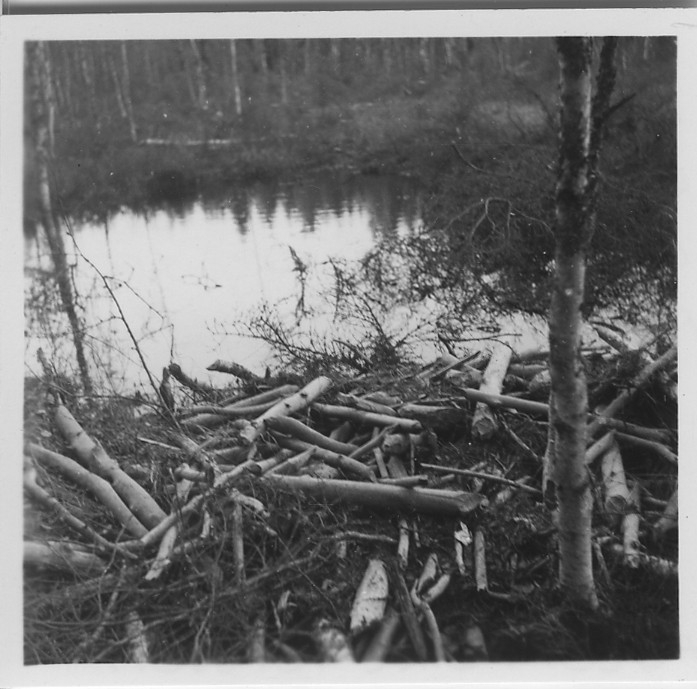 'Biologiska föreningens utfärd till Sveafallen och Villingsbergs kronopark. ::  :: Nära bild på bäverfällda träd liggandes i vattensamling. Fördämning. ::  :: Se fotonr. 4226:1-34, 4228:1-3 och 4229:1-3 från samma utfärd.'