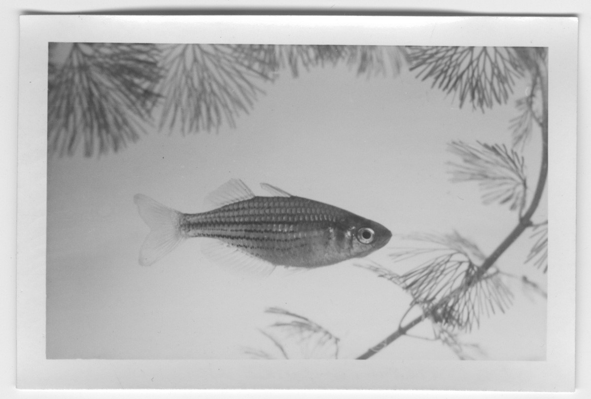 'Regnbågsfisk, hona. I akvarium ::  :: Ingår i serie med fotonr. 4393-4400.'