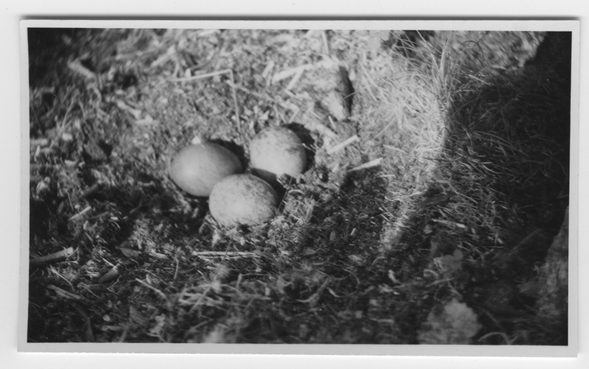 'Bo med 3 st ägg av pilgrimsfalk. ::  :: Text på baksidan av fotot: ''Pilgrimsfalkens bo med 3 st nästan fullruvade ägg. Vid kläckningen visade sig de ljusa äggen innehålla 2 st hanar och det mörka ägget en hona. Fotot taget med 40 cm lins.Skelettdelarna är av fiskmås.'' ::  :: Ingår i serie med fotonr. 4500:1-172.'