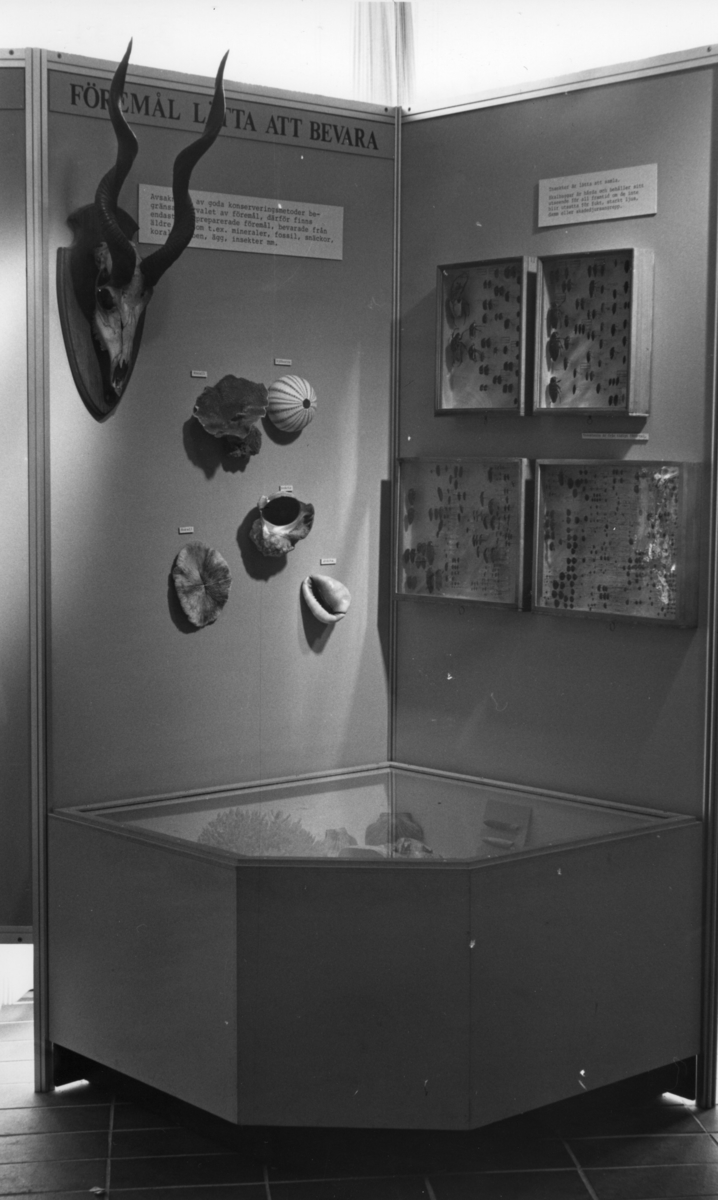 'Foto på Jubileumsutställningen, Göteborgs Naturhistoriska museum 150 år. ::  :: Utställningsskärmar + låda som belyser vad som historiskt har kunnat bevarats och vad som inte har kunnat bevarats. Insekter i montrar, horn, koraller, snäckor och sjöborre. ::  :: Horn: Coll.au. 7427.'