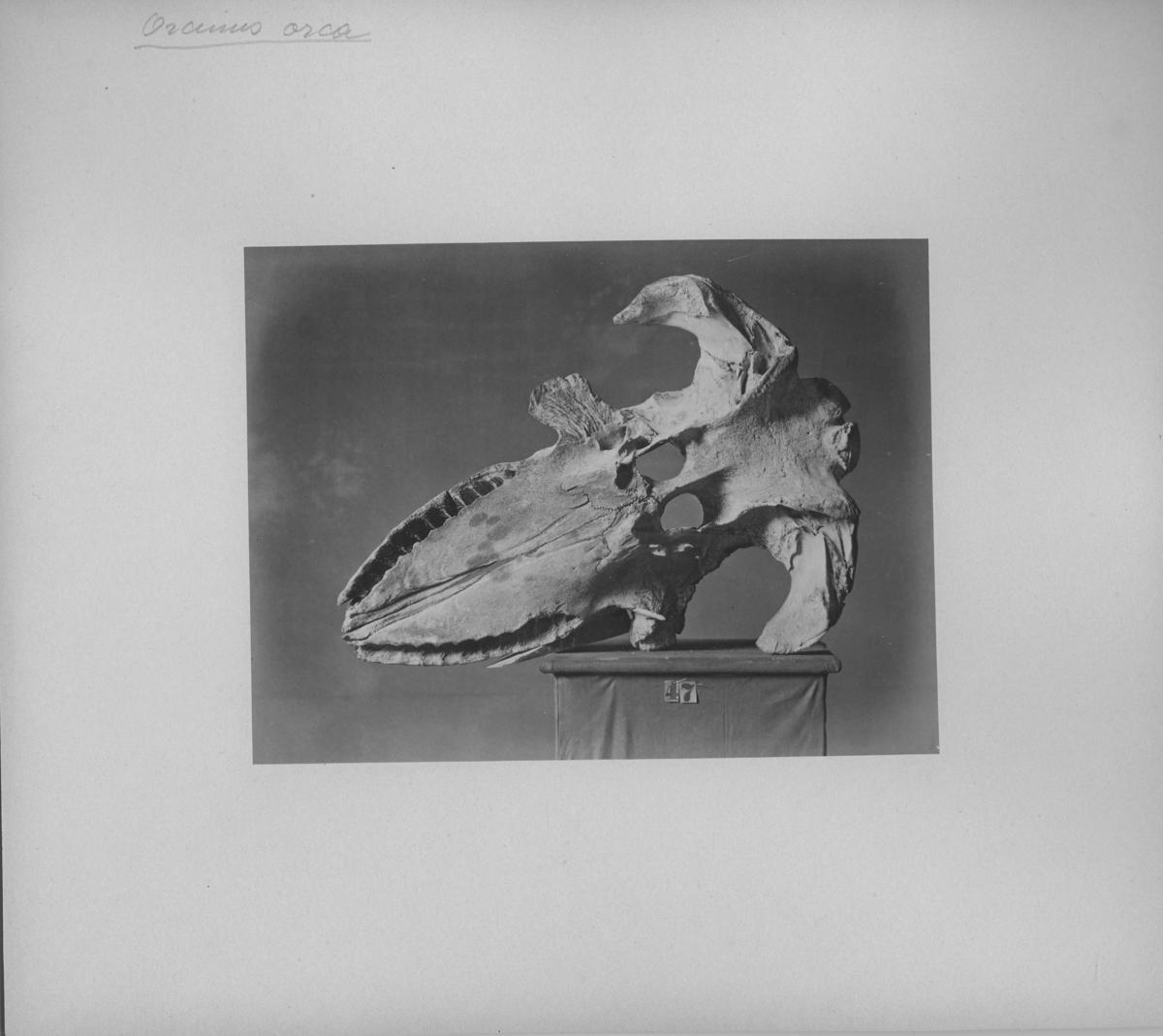 'Bilder på kotor och skelettdelar på podier.''Fotografier till hvaldjur m.m. från Vega-samlingen''. ::  :: Enligt anteckning på framsidan av fotografiet: ''Orcinus orca''.'
