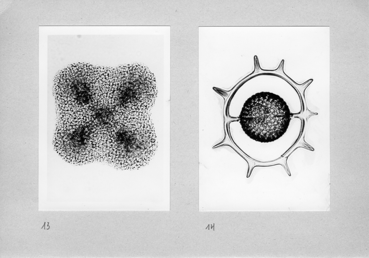 'Närbilder, till basutställningen, Protozoa. ::  :: Bild 13-14.'
