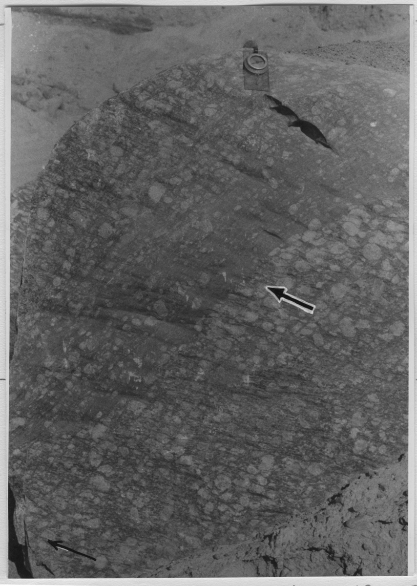 'Detaljbild av flyttblocket från Dösebacka, liggande utanför museet. Storleken på flyttblocket: Längd 7 m, bredd 5 m och höjd 2 m. Vikt ca 30 ton. Vindslipat flyttblock med ögongnejs, spår av glacialräffling och spår av vindslipning. ::  :: Ingår i serie med fotonr. 6927:1-13.'