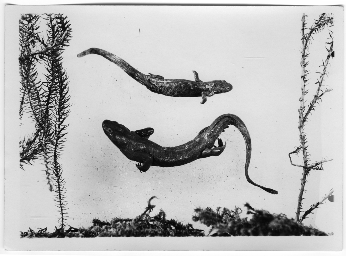 '2 ödlor. ::  :: Ingår i serie med fotonr. 7015:1-91 med bilder av reptiler från Otto Cyréns samling.'