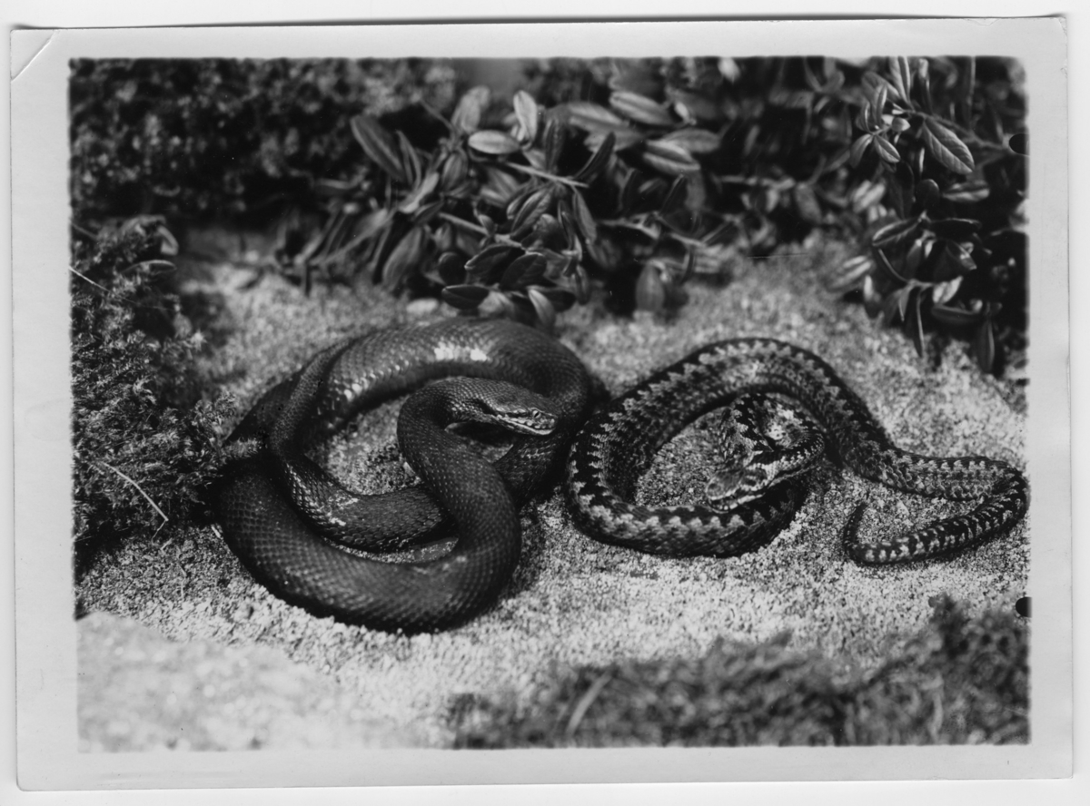 '2 huggormar, grå hane och svart hona. ::  :: Ingår i serie med fotonr. 7015:1-91 med bilder av reptiler från Otto Cyréns samling.'