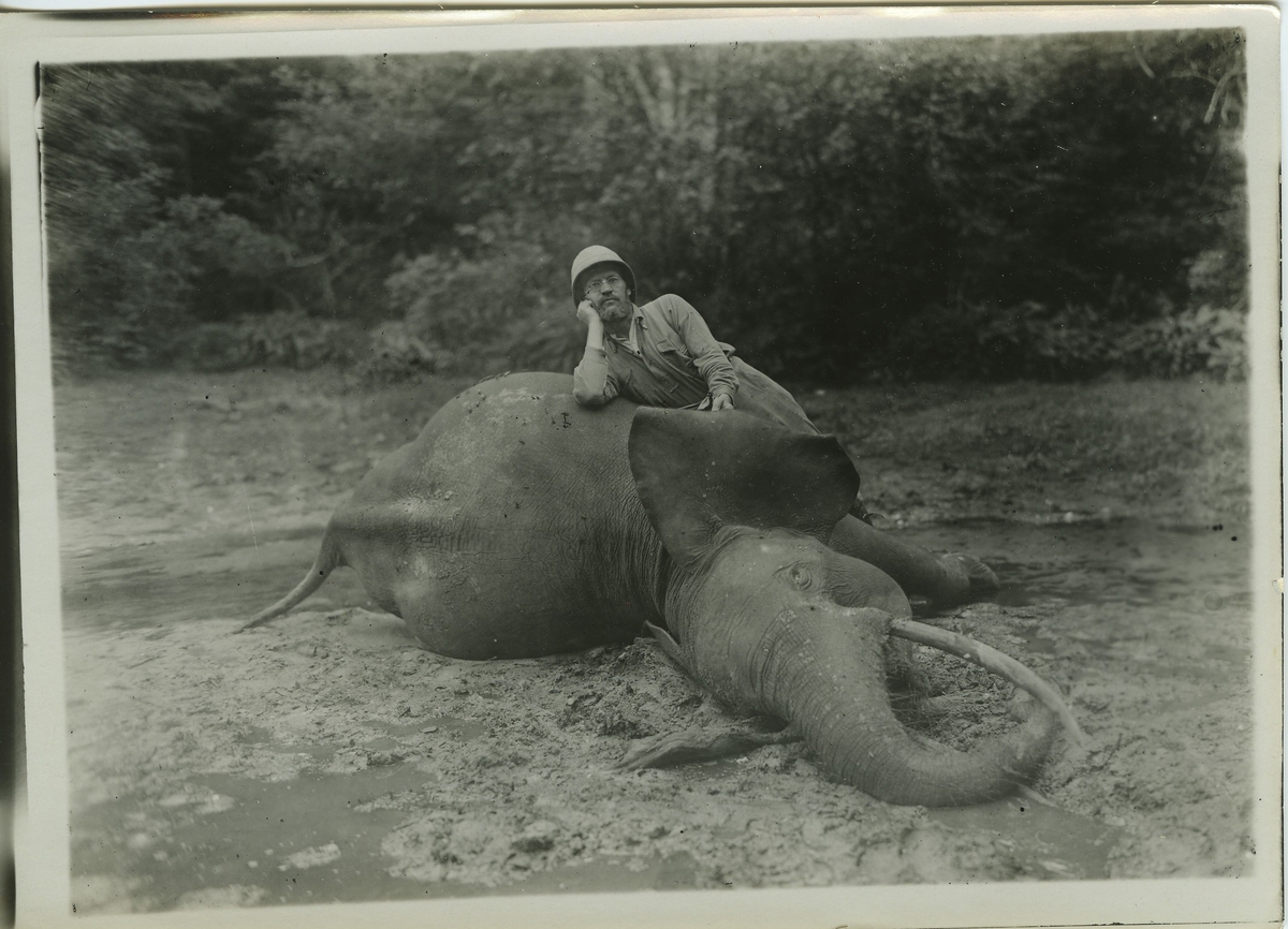 'Elefant, hona skjuten. Kroppen liggandes på sidan, 1 st man (S. Molin?)  står lutad mot djuret. ::  :: Serie fotonr 983-996'
