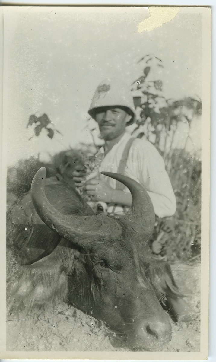 'Svart buffel liggande, huvudet framifrån i närbild.  1 st man i skjorta, hatt och hängslen står på knä invid buffelns huvud. Håller en katt i famnen. ::  :: Serie fotonr 983-996'