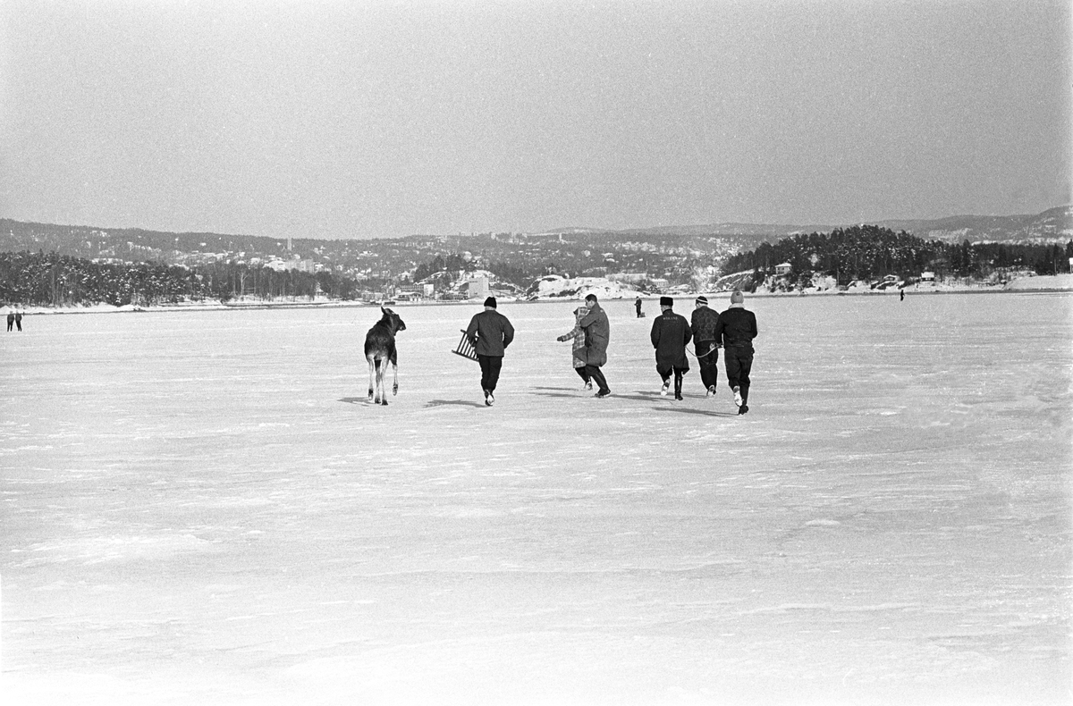En elg har forvillet seg ut på isen i Østmarka vinteren 1967. Seks mennesker, en med stige, prøver å hindre den i å gå mot vannet til høyre i bildet.