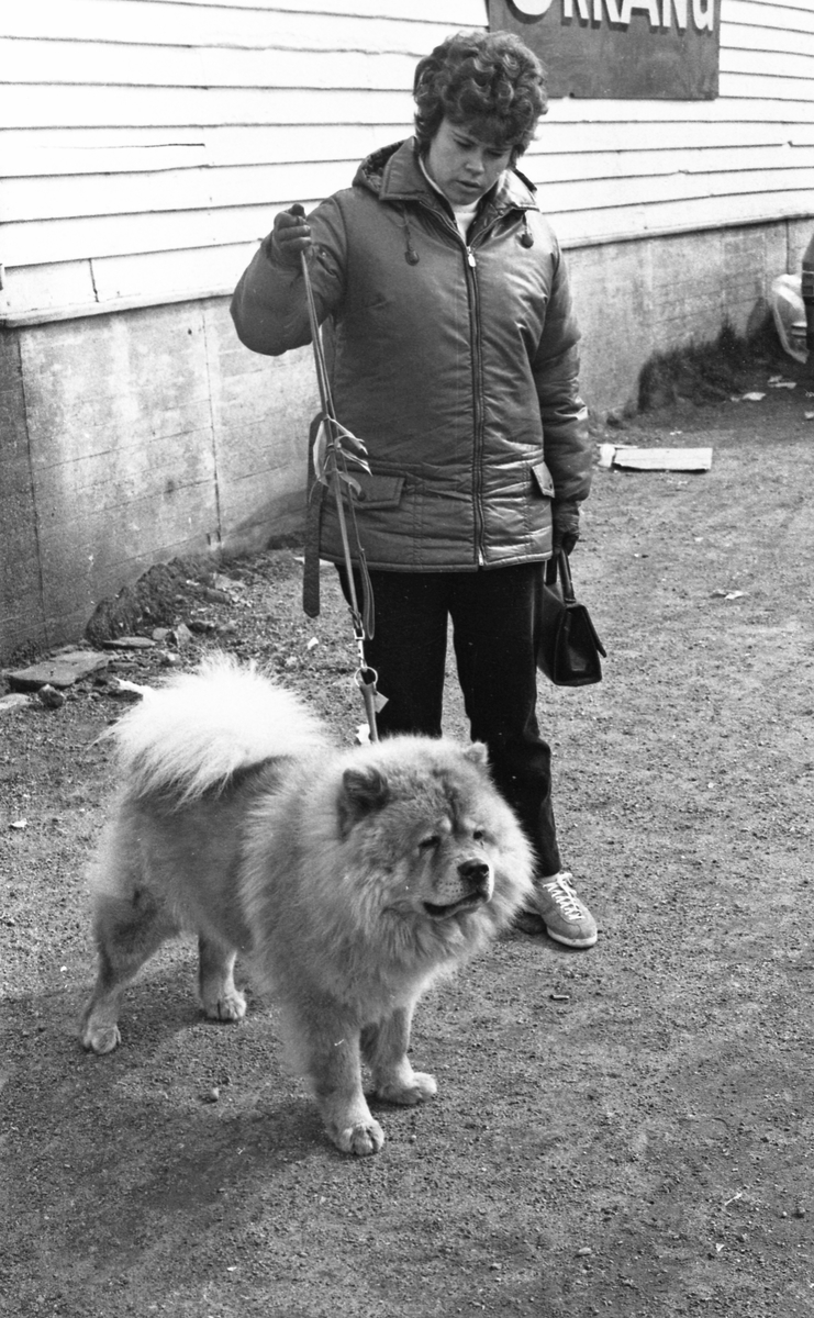 Hundeutstilling - 26/4-1971