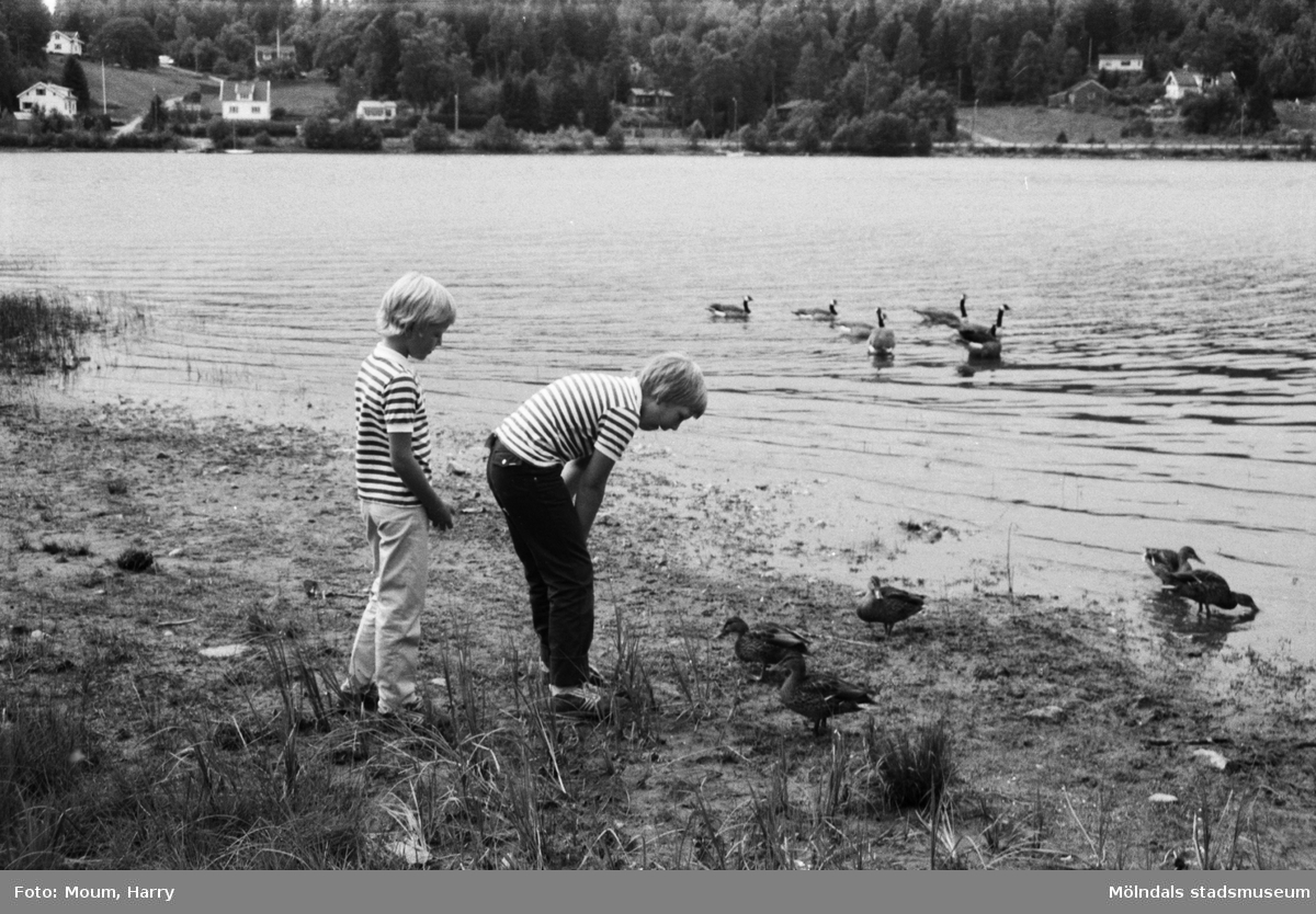 Fåglar vid Talluddens badplats, Västra Ingsjön i Lindome, år 1983. "Det finns gott om fåglar vid Talludden som bröderna Magnus och Henrik Johansson beskådar."

För mer information om bilden se under tilläggsinformation.