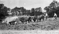 Okser som drar en plog