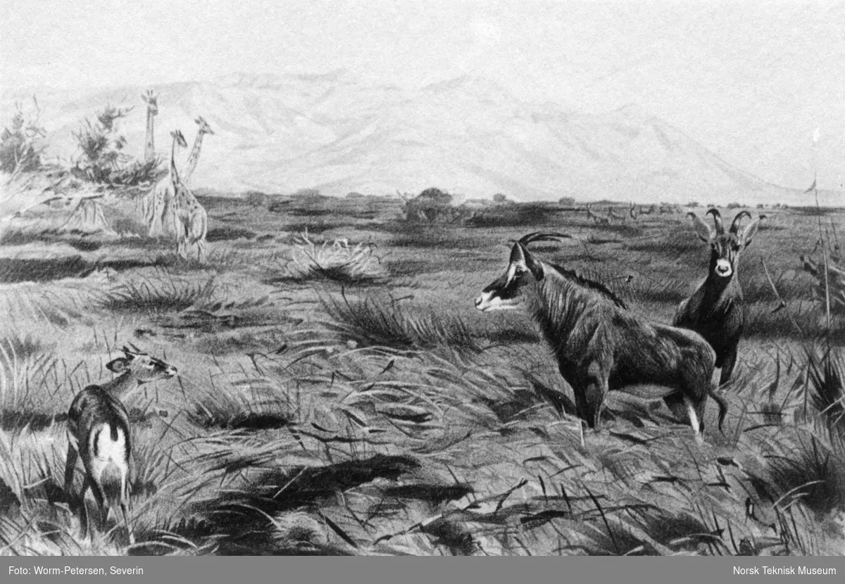 Tegning: Dyreliv på savannen