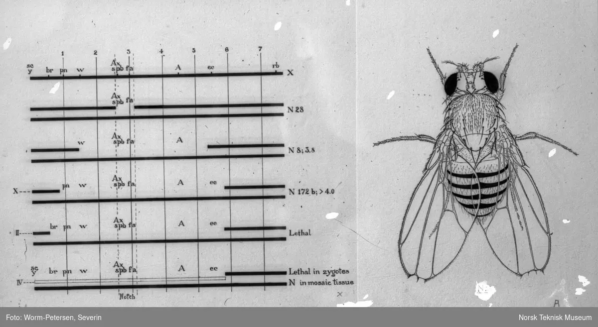 Skjema arvelighet og insekt (flue)