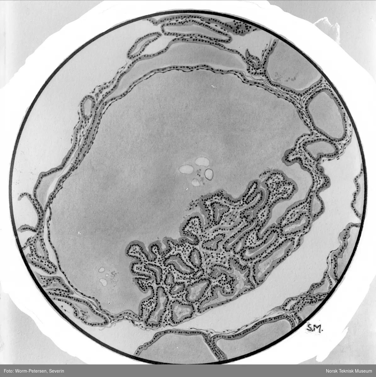 Mikroskopisk fotografi av bakterier e.l.