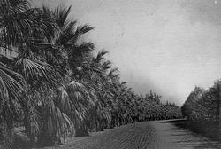 Aveny av viftepalmer. Riverside, California.