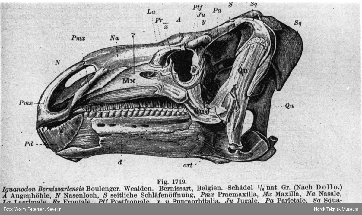 Hodeskalle, Iguanodon Bernissartensis