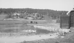 Branndammen på Linderud Gård er også til glede for svømmefug